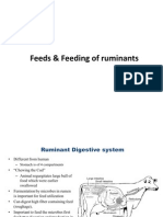 Feed & Feeding of Ruminant