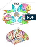 Áreas de Brodman