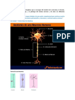 Las Neurociencias Son Las Disciplinas Que Se Encargan Del Estudio de La Estructura