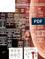 Primera Semana Embriologia Listo