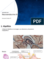 Laboratorio - 07 Sistema Neuroendocrino III 202220