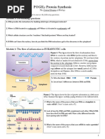 Pogil - Protein Synthesis