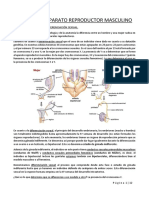 Tema 20 Fisio