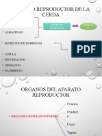 Fisiologia Del Aparato Reproductor de La Cerda