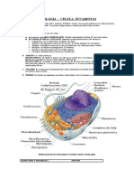 Celula Eucariota