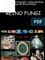 Reino Fungi