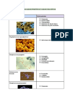 Bacterias Gram Positivas y Gram Negativas