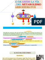 El Ciclo de Krebs, Vía Central Del Metabolismo de Los Carbohidratos