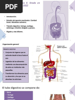 Anatomía Enfermería. Aparato Digestivo