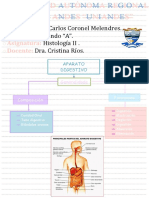 Aparato Digestivo