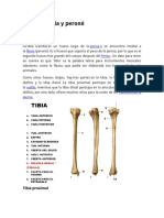 Yema 21 Tibia y Perone