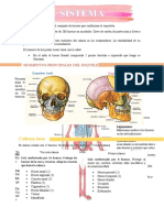 Sistema Esqueletico