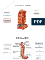 Irrigación Del Esofago