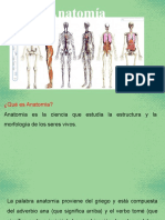 Anatomía