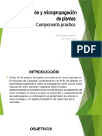 Propagación y Micropropagación de Plantas - Componente Practico