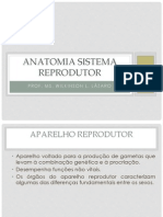 Sistema Reprodutor Humano