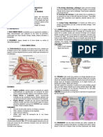 Sistema Respiratorio Humano