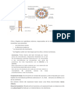 Cilios y Flagelos