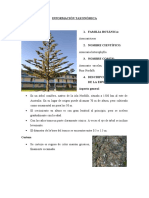 Especie - Araucaria Heterophylla