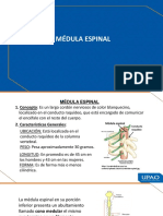 D) Médula Espinal