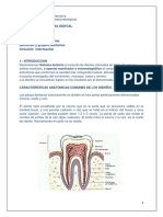 La Estructura Dental