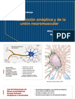 4 Trasmisión Sináptica y de La Unión