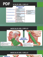 Musculos y Triangulos Del Cuello Macro T DR - Pezo