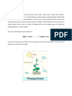 Assignment On Photosynthesis