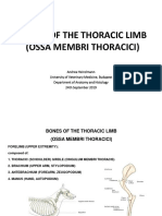 Bones of The Thoracic Limb