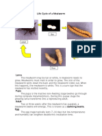 Life Cycle of A Mealworm