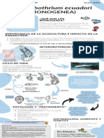 T4 Monogenea Heterobothrium Ecuadori Infografía 3OM2 Inve 2023 1