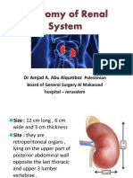 Kidney Anatomy