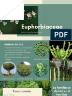 Euphorbiaceae