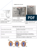 Embriología Ocular