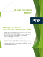 Polycistronic and Monocistronic mRNAs