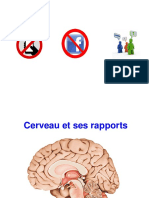 Cerveau Anatomie