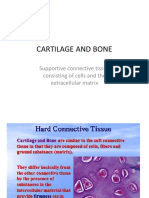 Bone and Cartilage