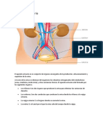 El Aparato Urinario y Sistema