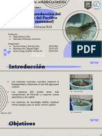 Paración Biofloc Vs RAS