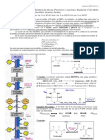 Glucogénesis EXPOSICIÓN