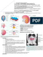 Desarrollo Del Sistema Urogenital