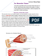 The Muscular Tissue