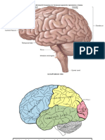 Temporal Lobe