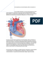 Anatomía Del Corazón