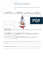 Modelling The Mechanism of Breathing Worksheet Support