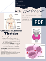 Sistema Endocrino