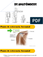 Puntos Anatómicos