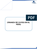 Crianza de Cuyes en El Peru