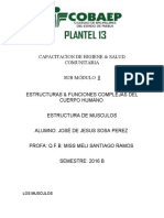 Estructura de Musculos