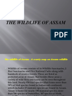 The Wildlife of Assam